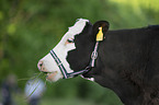 cattle with halter