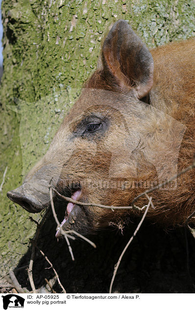 Wollschwein Portrait / woolly pig portrait / AP-05925