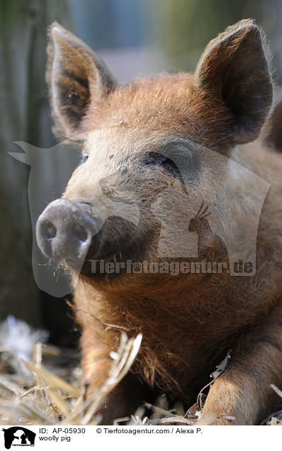 woolly pig / AP-05930