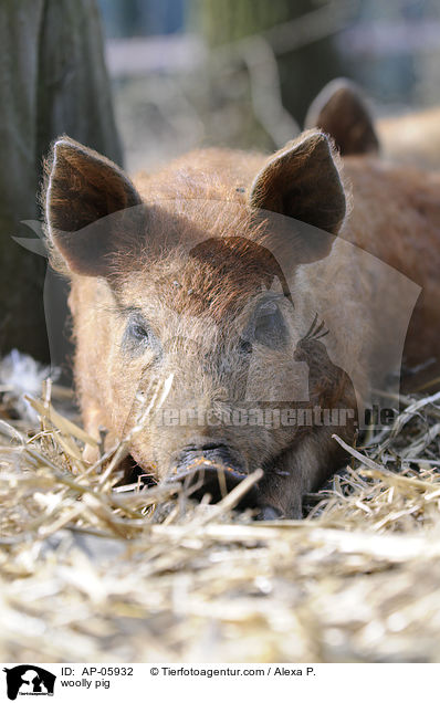 Wollschwein / woolly pig / AP-05932