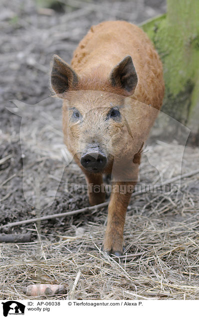 Wollschwein / woolly pig / AP-06038