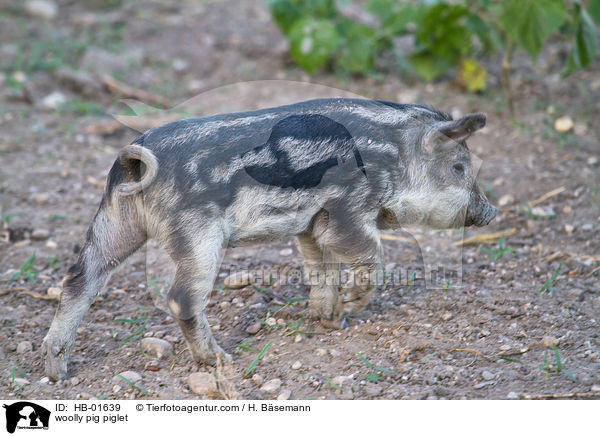 Wollschwein Ferkel / woolly pig piglet / HB-01639
