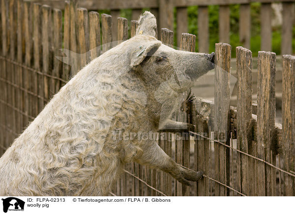 Wollschwein / woolly pig / FLPA-02313