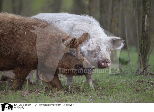 Wollschwein / wolly pig / JM-06580