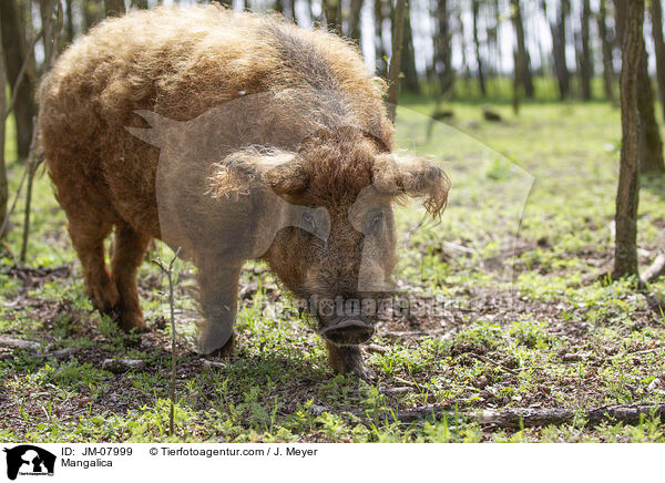 Mangalica / JM-07999