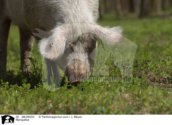 Mangalica / JM-08000