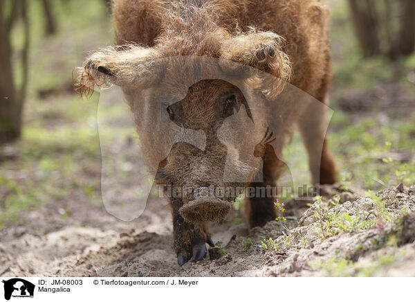 Wollschwein / Mangalica / JM-08003