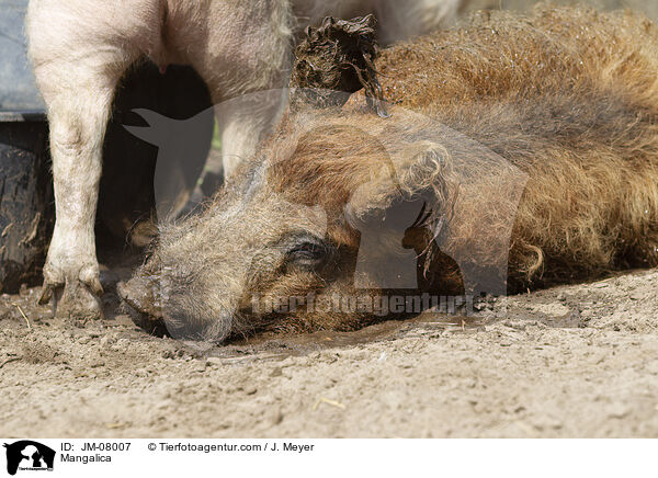 Wollschwein / Mangalica / JM-08007