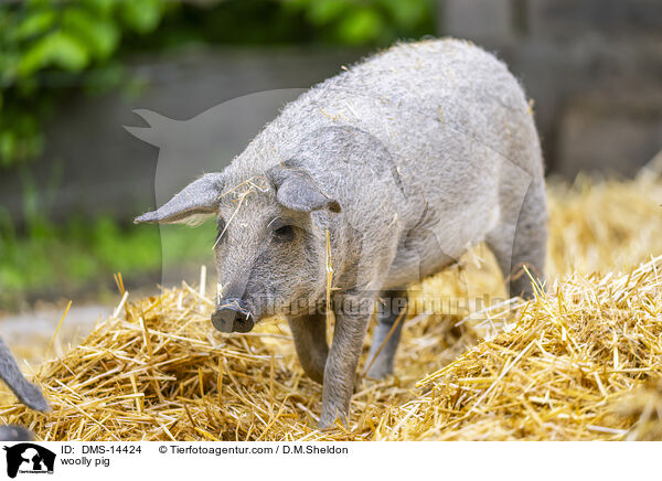 Wollschwein / woolly pig / DMS-14424