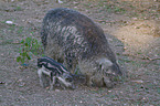 woolly pigs