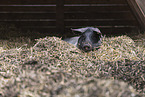 Curly-hair Hog