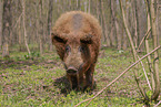 Mangalica