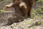 Mangalica