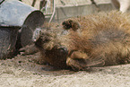 Mangalica