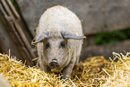 woolly pig
