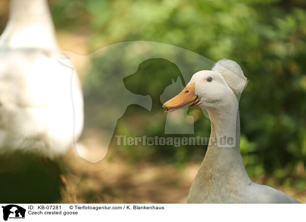 Czech crested goose / KB-07281