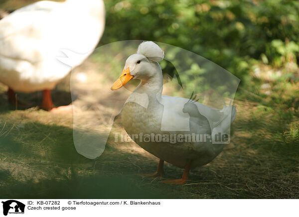 Tschechische Haubengan / Czech crested goose / KB-07282