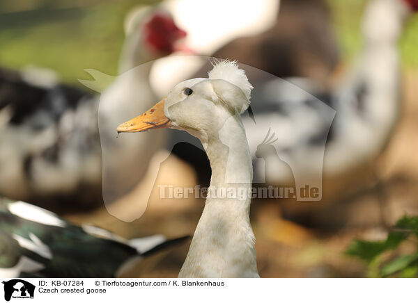 Tschechische Haubengan / Czech crested goose / KB-07284