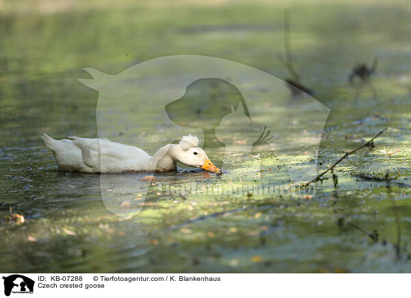 Czech crested goose / KB-07288