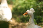 Czech crested goose