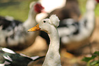 Czech crested goose