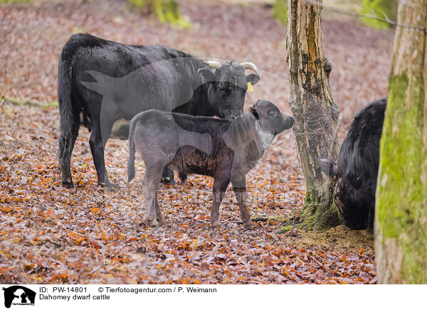 Dahomey-Zwergrinder / Dahomey dwarf cattle / PW-14801