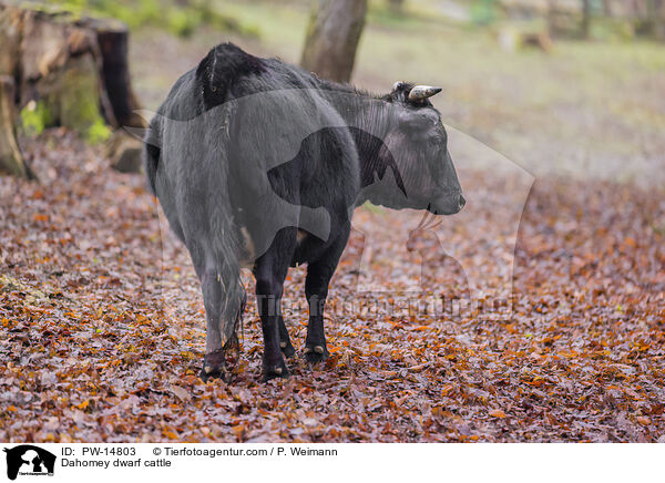 Dahomey-Zwergrind / Dahomey dwarf cattle / PW-14803