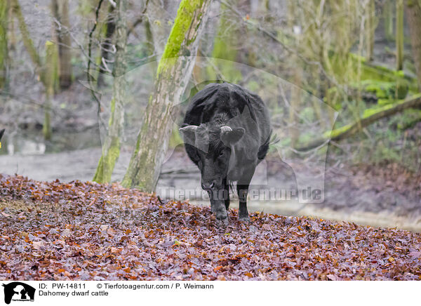 Dahomey dwarf cattle / PW-14811