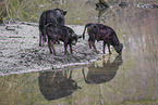 Dahomey dwarf cattle