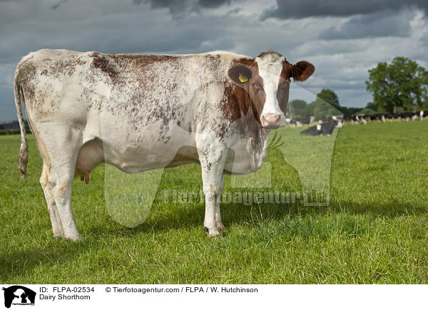 Dairy Shorthorn / FLPA-02534