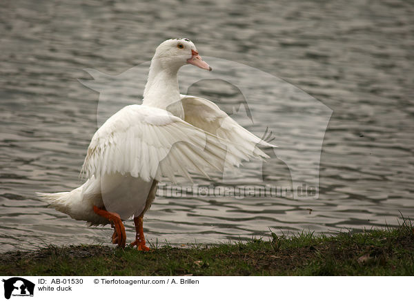 weie Hausente / white duck / AB-01530