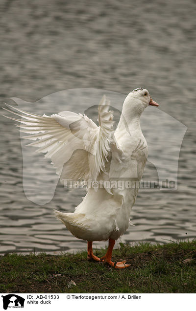 white duck / AB-01533