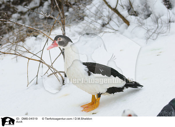 Hausente / duck / DMS-04519