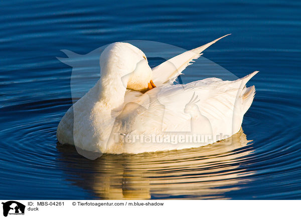 duck / MBS-04261