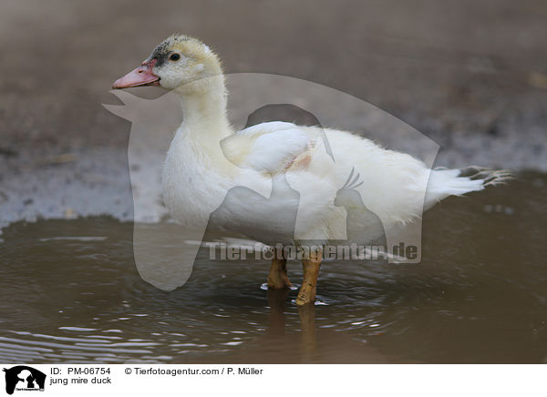 junge Hausente / jung mire duck / PM-06754