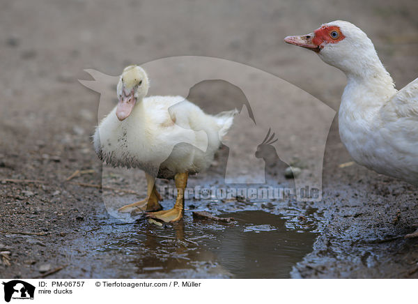mire ducks / PM-06757