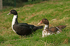 duck pair