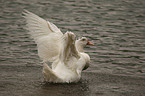 white duck