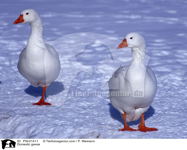 Hausgnse / Domestic geese / PW-01411