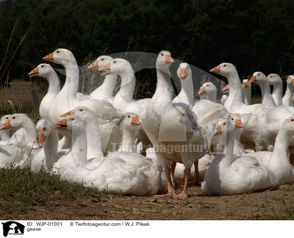 geese / WJP-01001