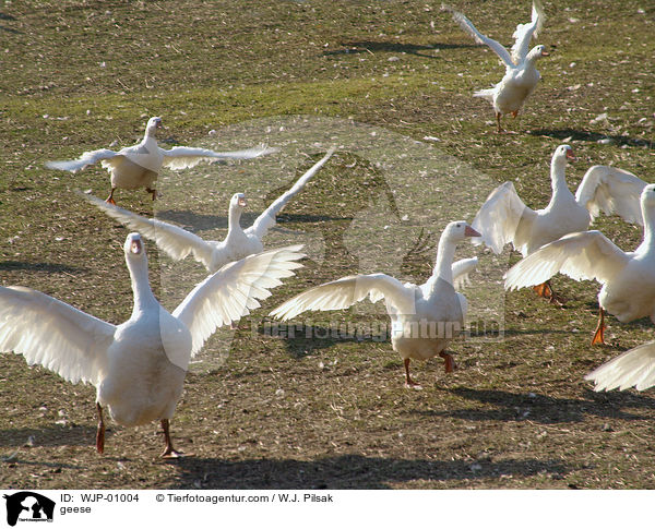 geese / WJP-01004