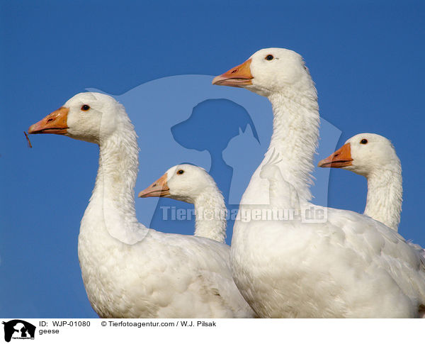 geese / WJP-01080