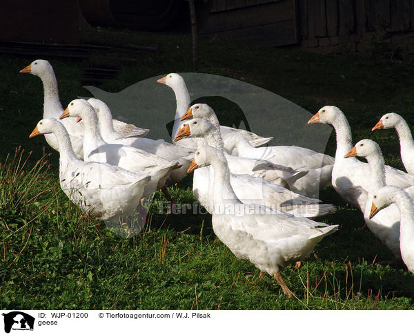 geese / WJP-01200