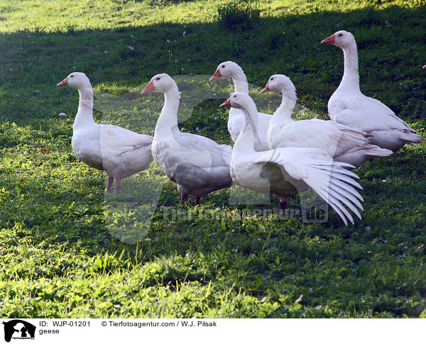 Hausgnse / geese / WJP-01201