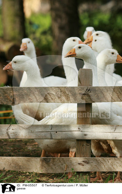 Hausgnse / geese / PM-05507
