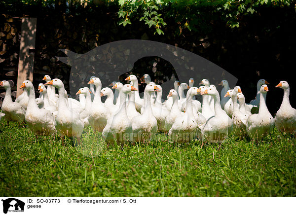 Hausgnse / geese / SO-03773