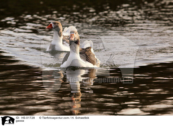 Hausgnse / geese / HS-01728