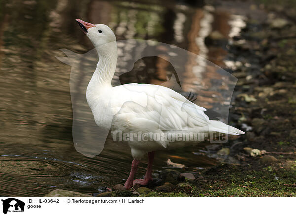 Hausgans / goose / HL-03642