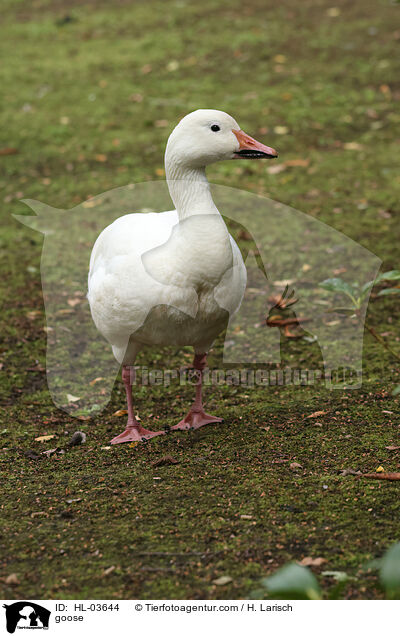 Hausgans / goose / HL-03644
