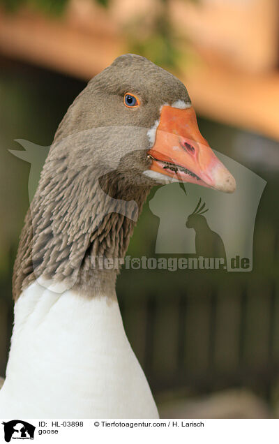 Hausgans / goose / HL-03898